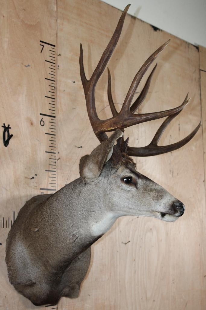 10-Point MULE DEER Wall Pedestal Mount - 3