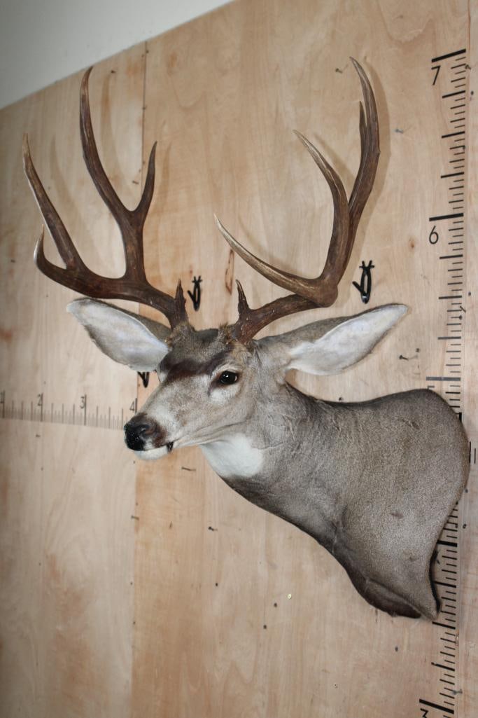 10-Point MULE DEER Wall Pedestal Mount - 4