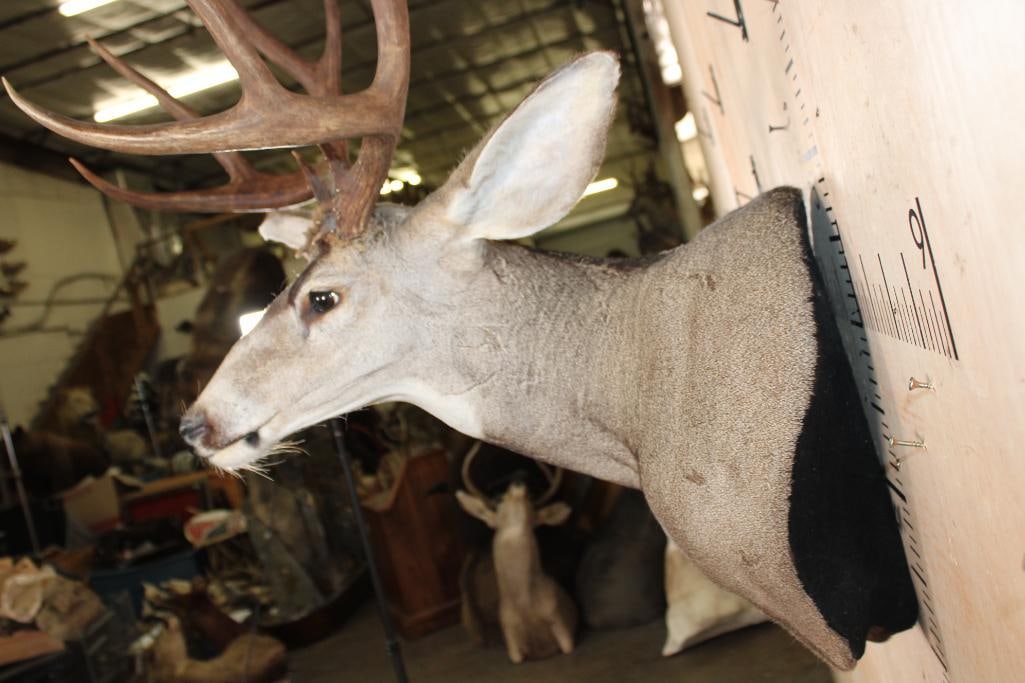 10-Point MULE DEER Wall Pedestal Mount - 5