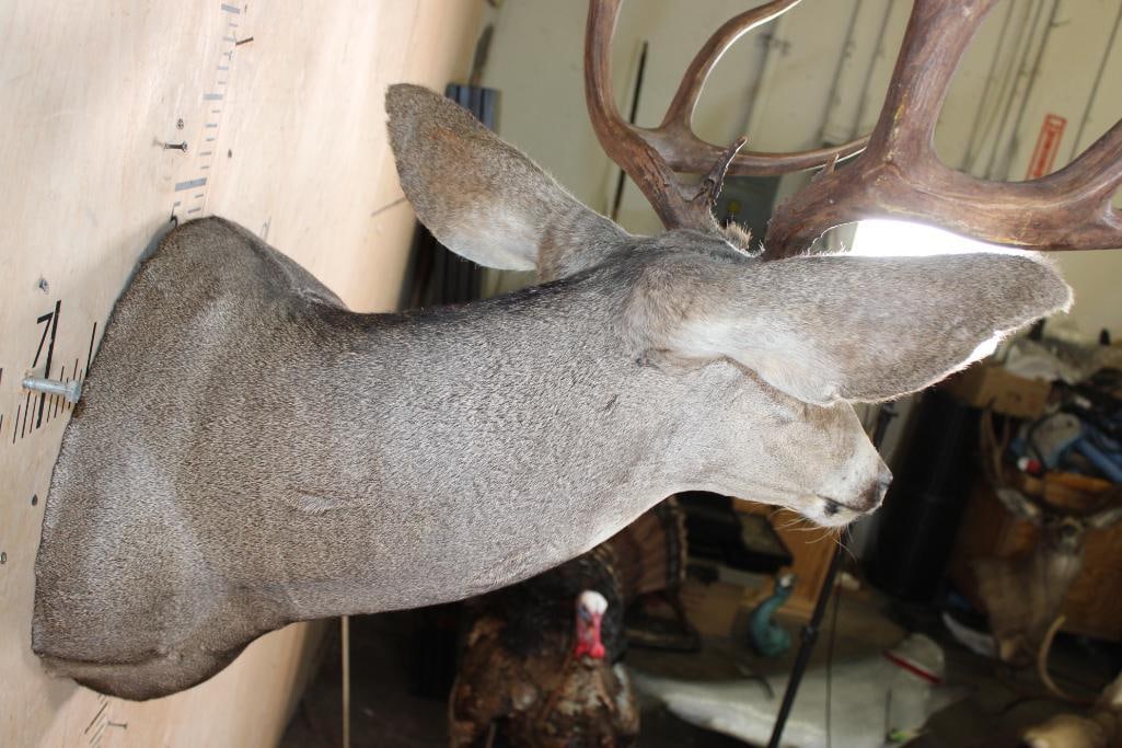 10-Point MULE DEER Wall Pedestal Mount - 6
