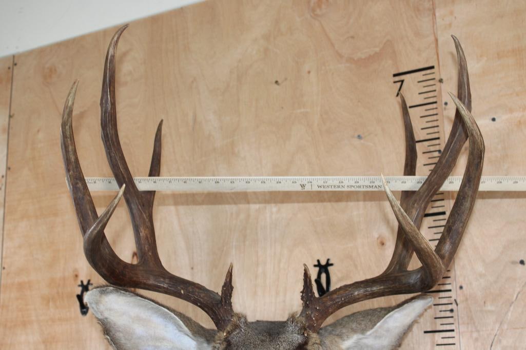10-Point MULE DEER Wall Pedestal Mount - 7