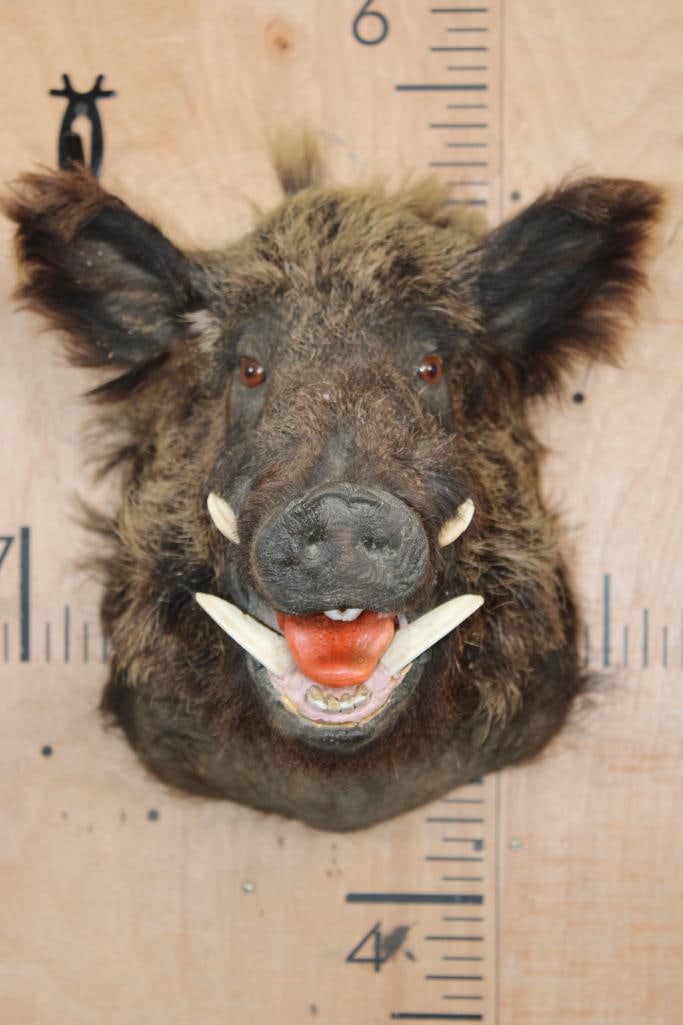 RUSSIAN BOAR Shoulder Mount (1 of 5)