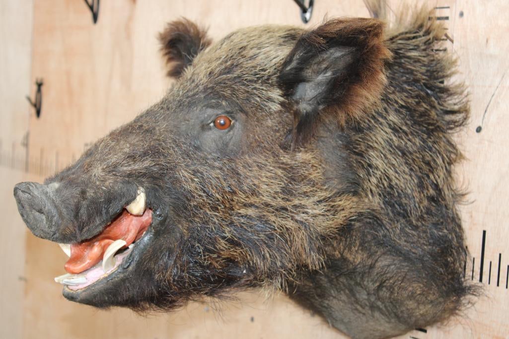 RUSSIAN BOAR Shoulder Mount - 2