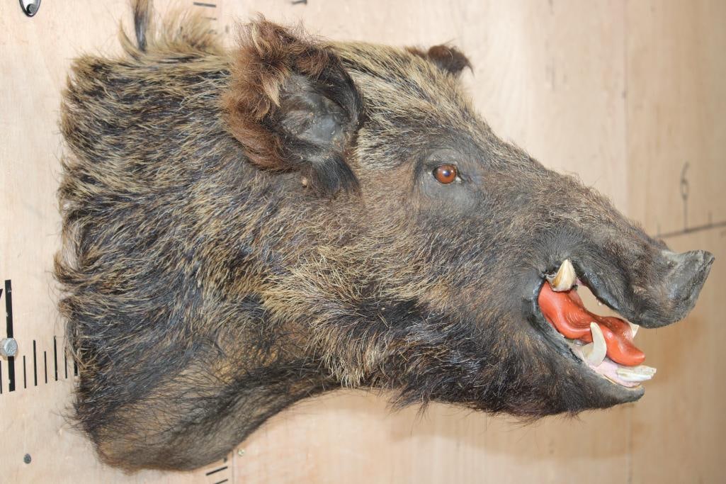 RUSSIAN BOAR Shoulder Mount - 3