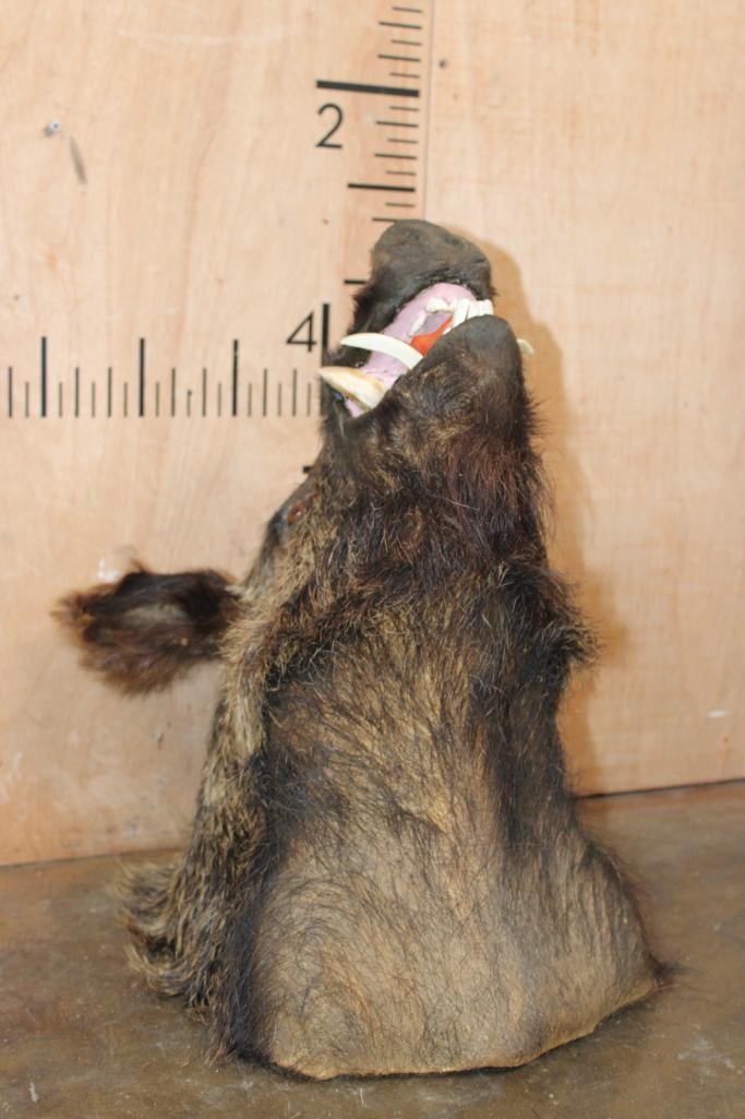 RUSSIAN BOAR Shoulder Mount - 4