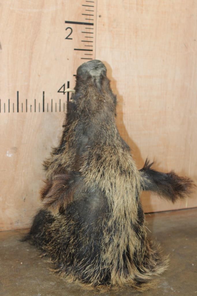 RUSSIAN BOAR Shoulder Mount - 5