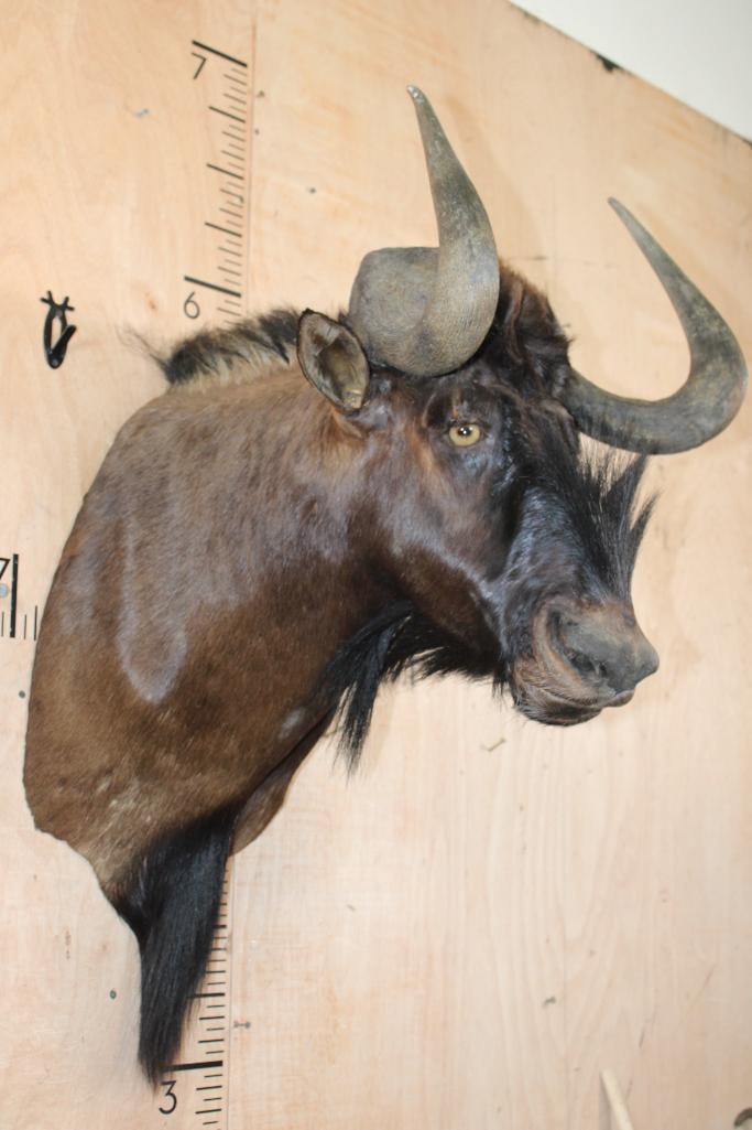 BLACK WILDEBEEST Shoulder Mount - 2