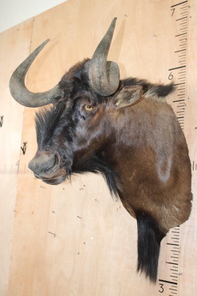 BLACK WILDEBEEST Shoulder Mount - 3