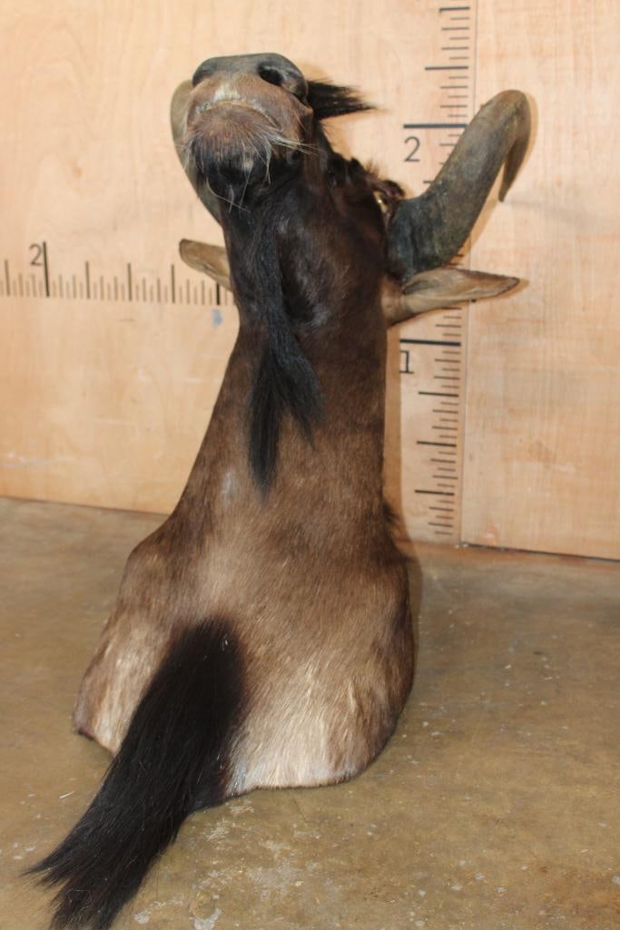 BLACK WILDEBEEST Shoulder Mount - 4