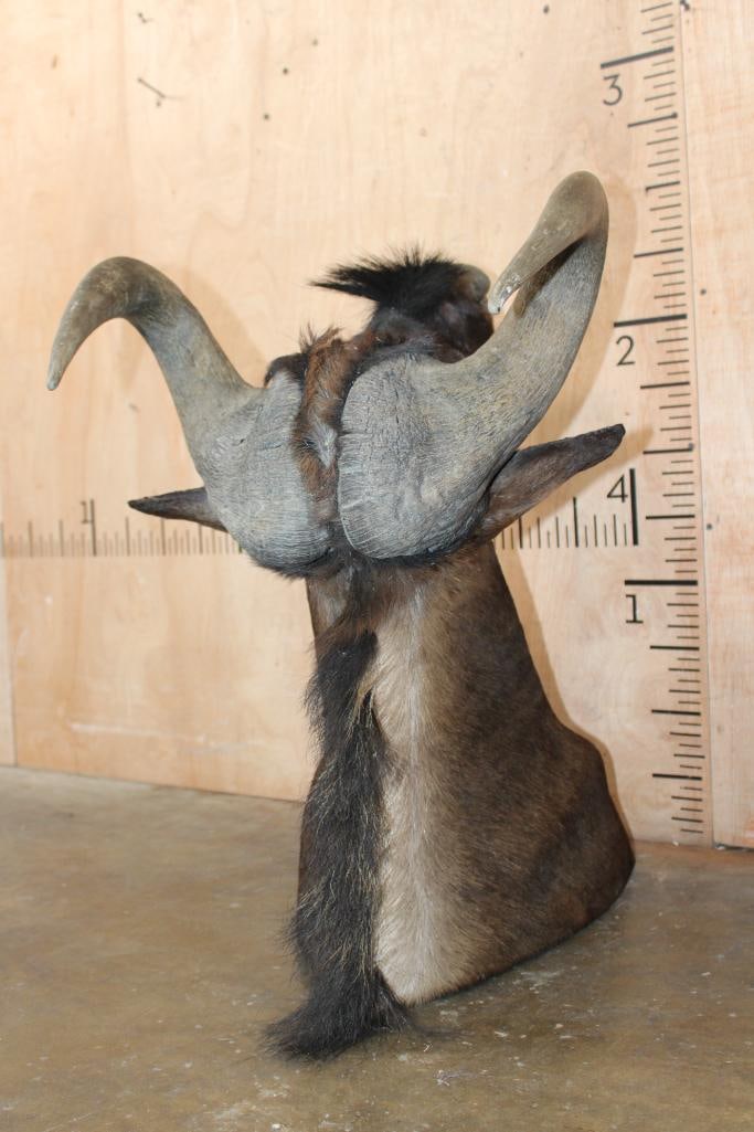 BLACK WILDEBEEST Shoulder Mount - 5