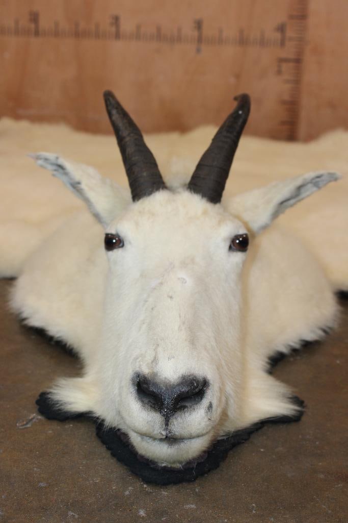 XXL MOUNTAIN GOAT Rug with its Mounted Head, Hooves, and a Double Felt Backing - 2