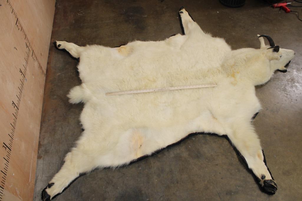 XXL MOUNTAIN GOAT Rug with its Mounted Head, Hooves, and a Double Felt Backing - 5