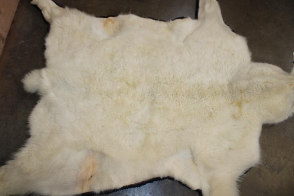 XXL MOUNTAIN GOAT Rug with its Mounted Head, Hooves, and a Double Felt Backing - 6