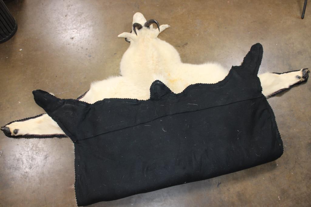 XXL MOUNTAIN GOAT Rug with its Mounted Head, Hooves, and a Double Felt Backing - 7