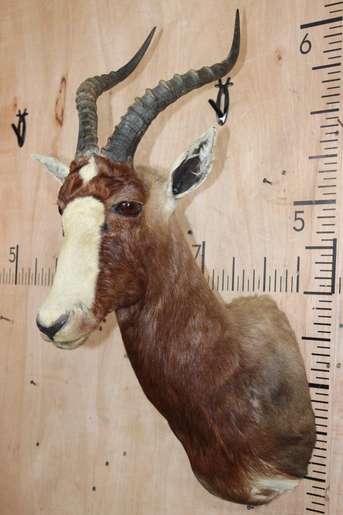 BLESBOK Shoulder Mount - 2