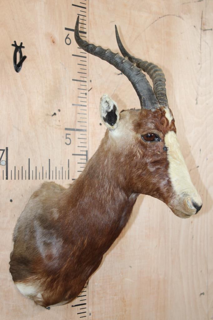 BLESBOK Shoulder Mount - 3