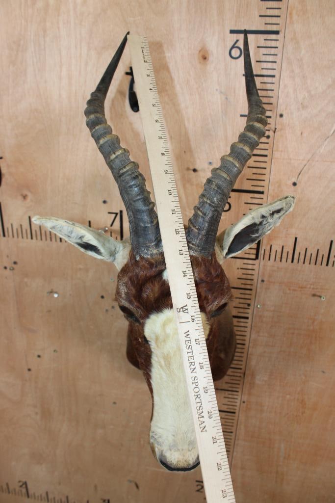 BLESBOK Shoulder Mount - 5