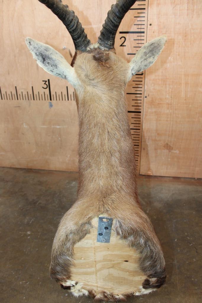 BLESBOK Shoulder Mount - 6