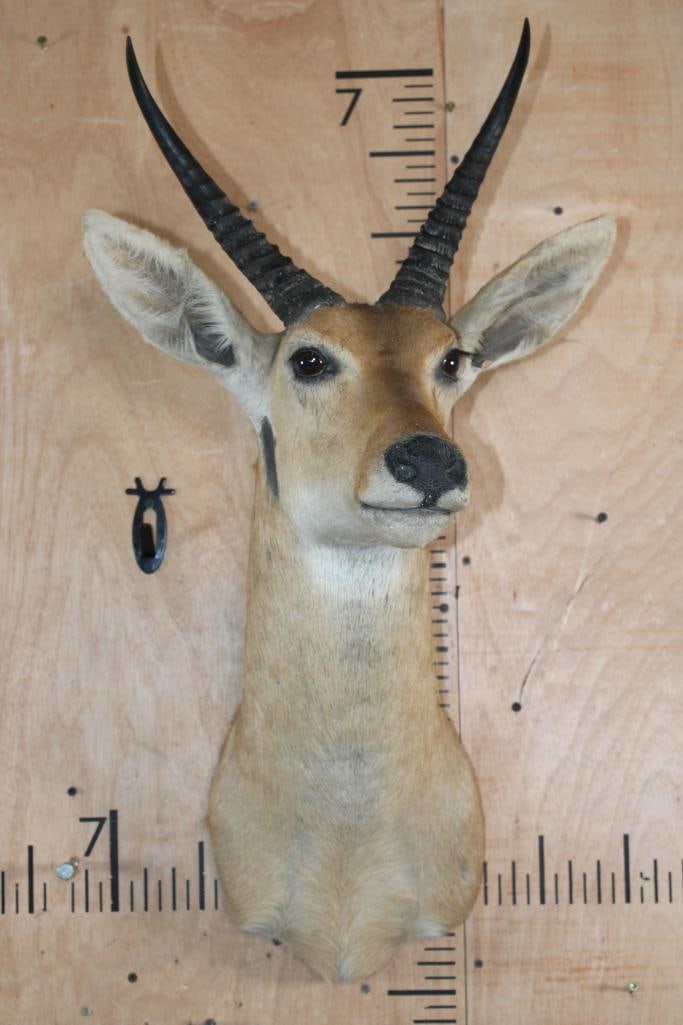REEDBUCK Shoulder Mount - 2