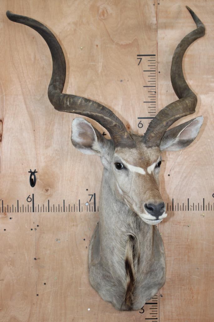 Big KUDU Shoulder Mount - 2
