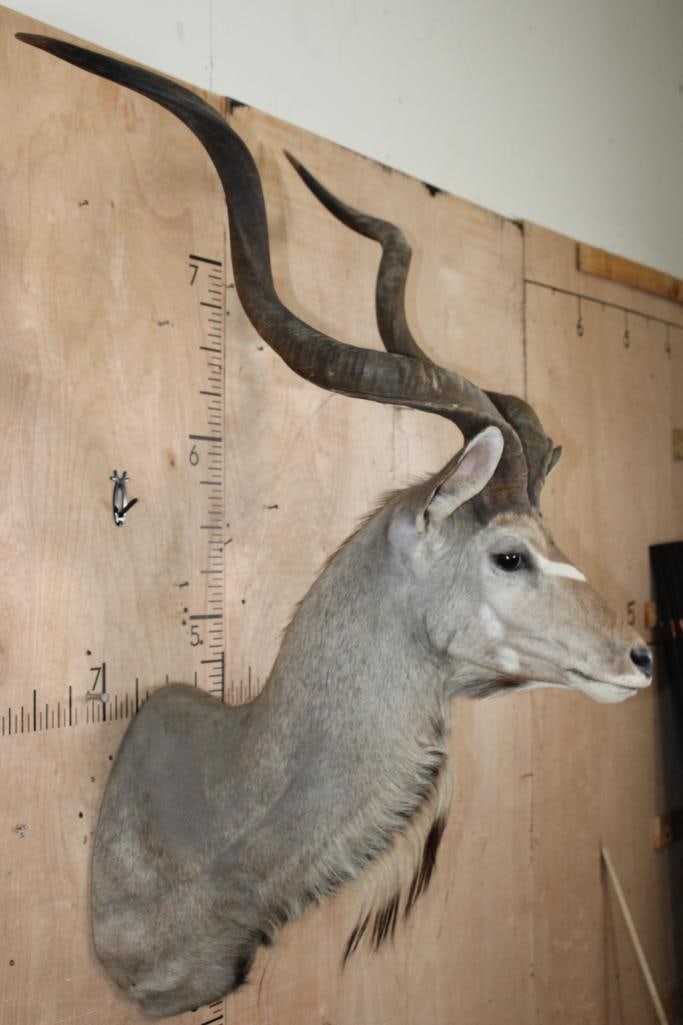 Big KUDU Shoulder Mount - 3