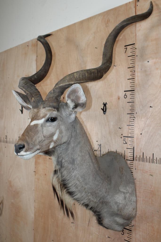 Big KUDU Shoulder Mount - 4