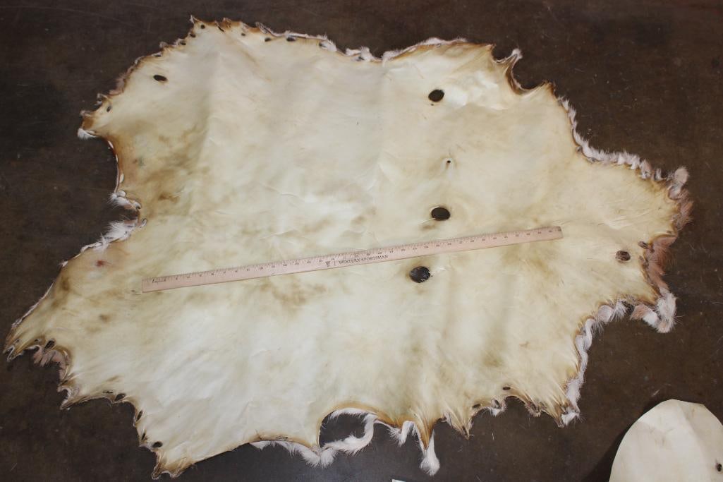 (2) Big Pieces of WHITETAIL DEER Rawhide Parchment - 2
