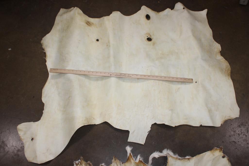 (2) Big Pieces of WHITETAIL DEER Rawhide Parchment - 3