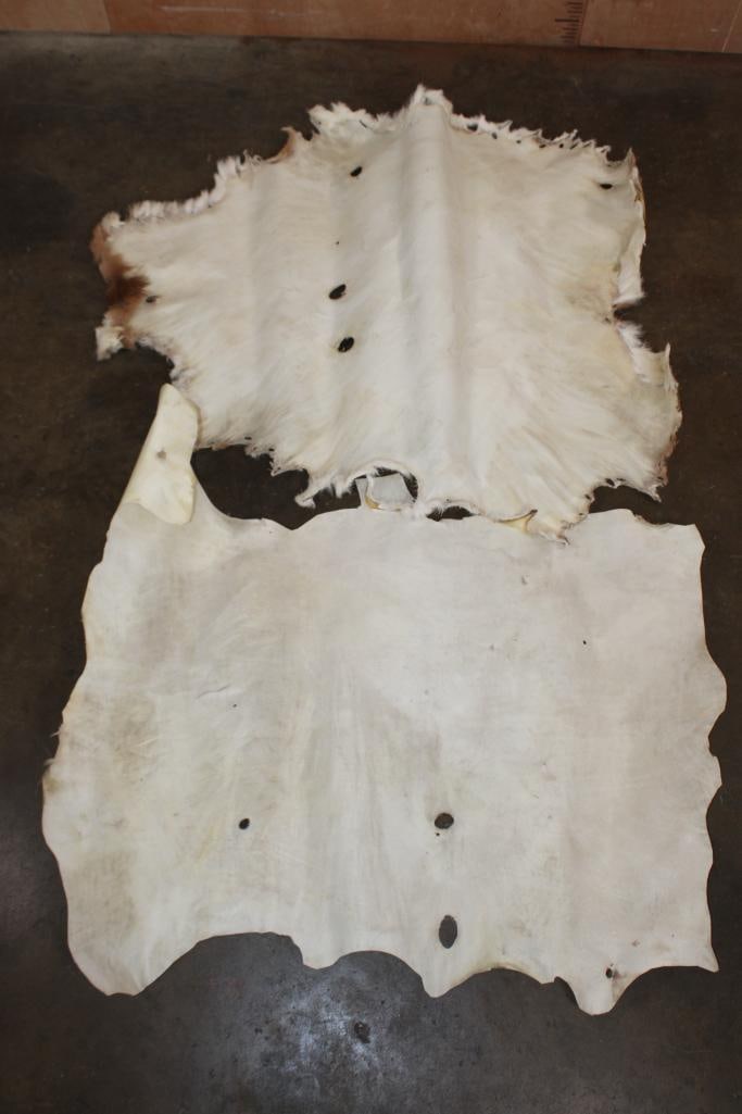 (2) Big Pieces of WHITETAIL DEER Rawhide Parchment - 4
