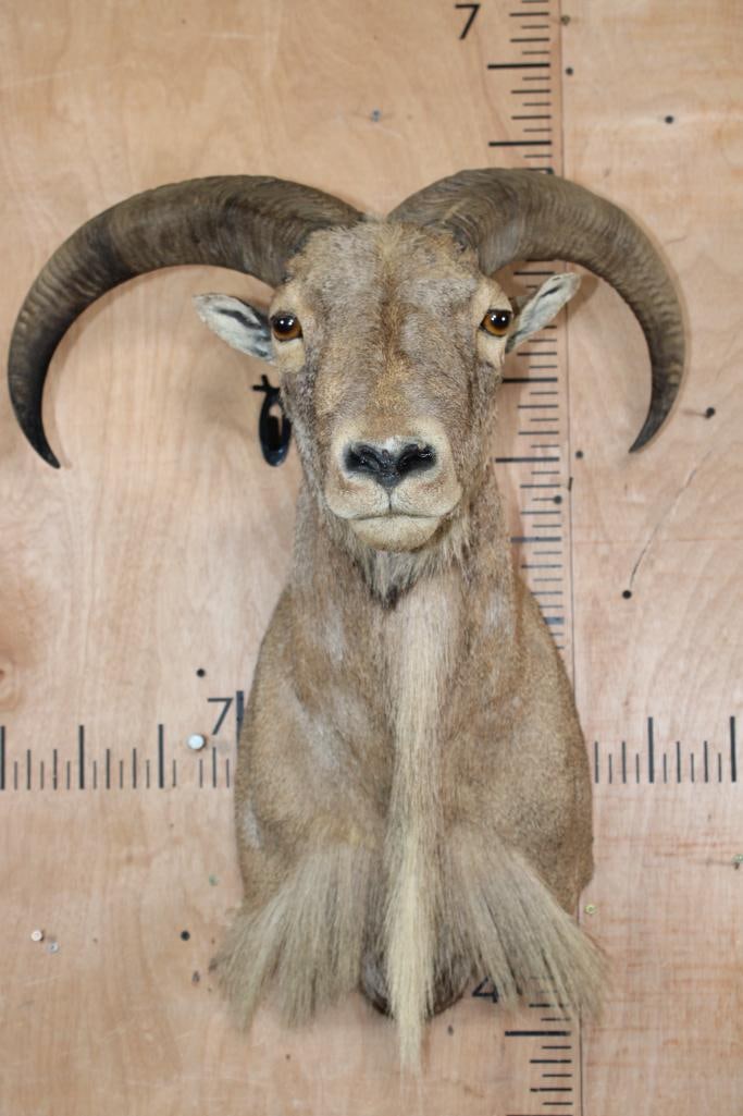 AOUDAD Shoulder Mount: Nice AOUDAD Shoulder Mount. The Horns both measure 21 7/8" Long each. It is in Good Condition. TAXIDERMY 