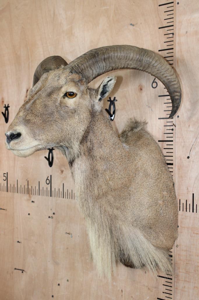 AOUDAD Shoulder Mount - 2