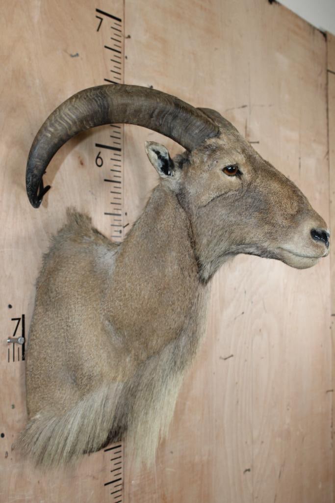 AOUDAD Shoulder Mount - 3