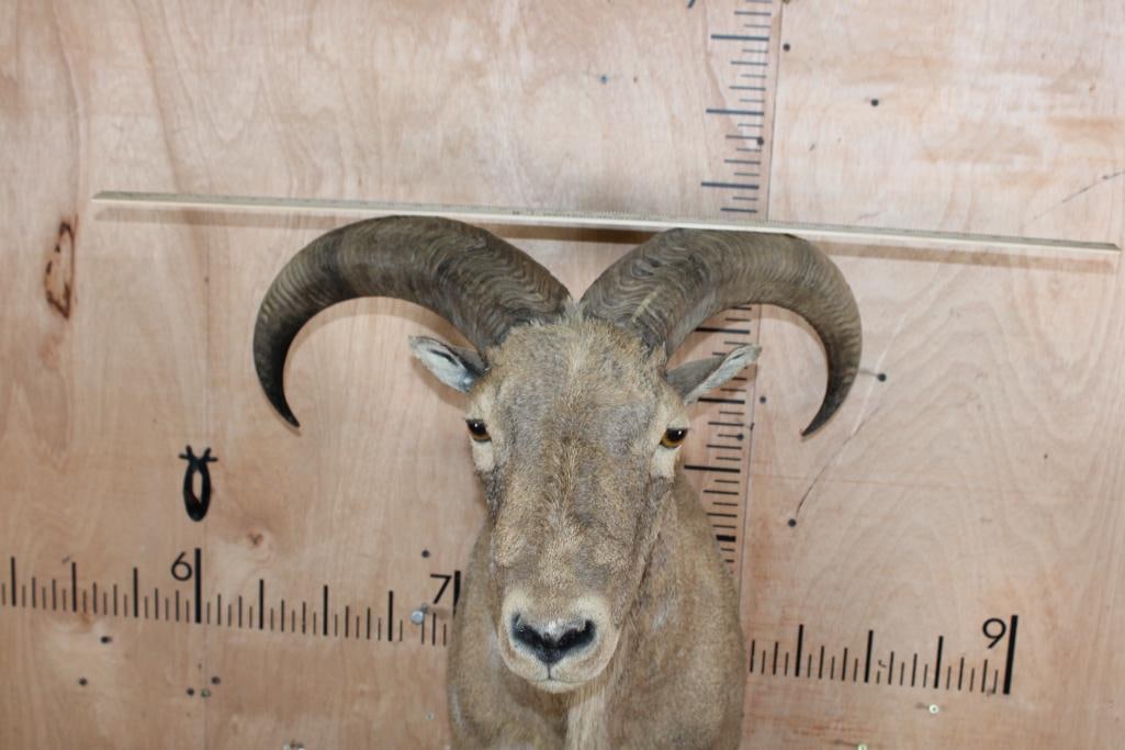 AOUDAD Shoulder Mount - 4
