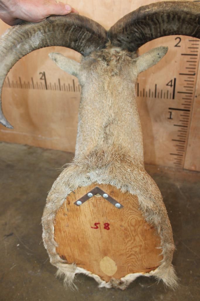AOUDAD Shoulder Mount - 5