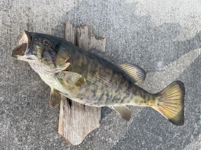 Big *Real Skin* SMALLMOUTH BASS Fish Taxidermy Mount on a Barn Wood Hanger - 2