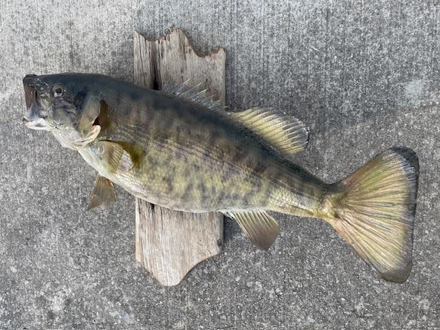 Big *Real Skin* SMALLMOUTH BASS Fish Taxidermy Mount on a Barn Wood Hanger - 3
