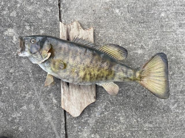 Big *Real Skin* SMALLMOUTH BASS Fish Taxidermy Mount on a Barn Wood Hanger - 4