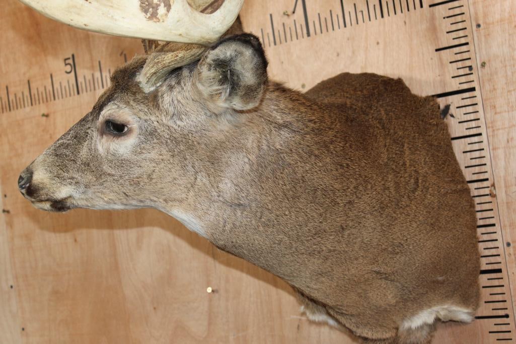 Big 16-Point WHITETAIL BUCK Pedestal Converted to a Shoulder Mount - 4