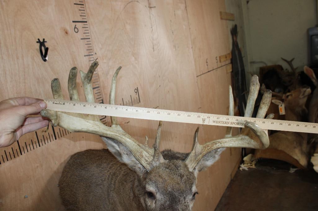 Big 16-Point WHITETAIL BUCK Pedestal Converted to a Shoulder Mount - 6
