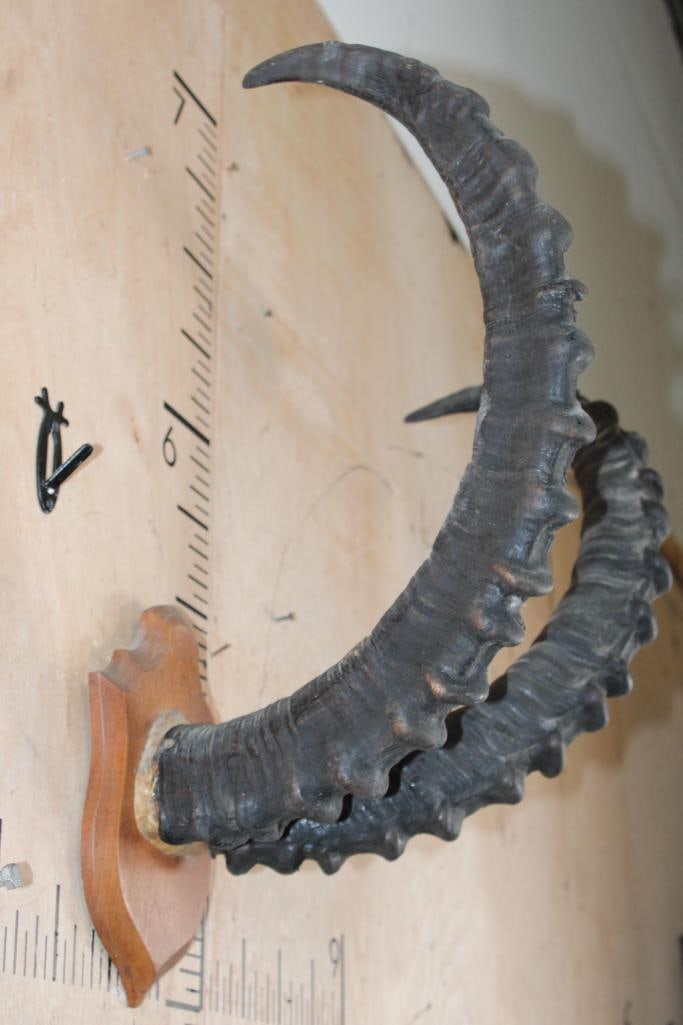 IBEX Horns on a Skull Cap and mounted on a Wood Plaque: IBEX Horns on a Skull Cap. The Horns measure 34 7/8" and 33 7/8" Long and it is mounted on a Wood Plaque. TAXIDERMY 
