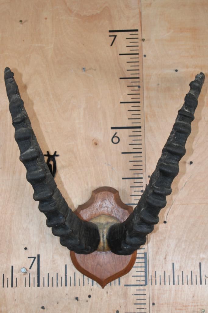 IBEX Horns on a Skull Cap and mounted on a Wood Plaque - 2