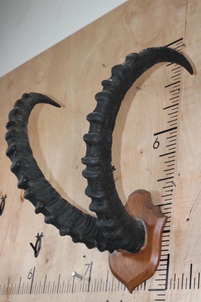 IBEX Horns on a Skull Cap and mounted on a Wood Plaque - 3