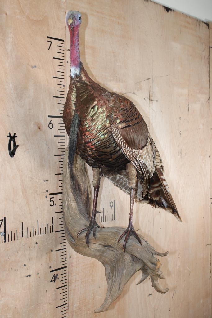 Life-sized TURKEY on a Driftwood Wall Hanging Base - 2