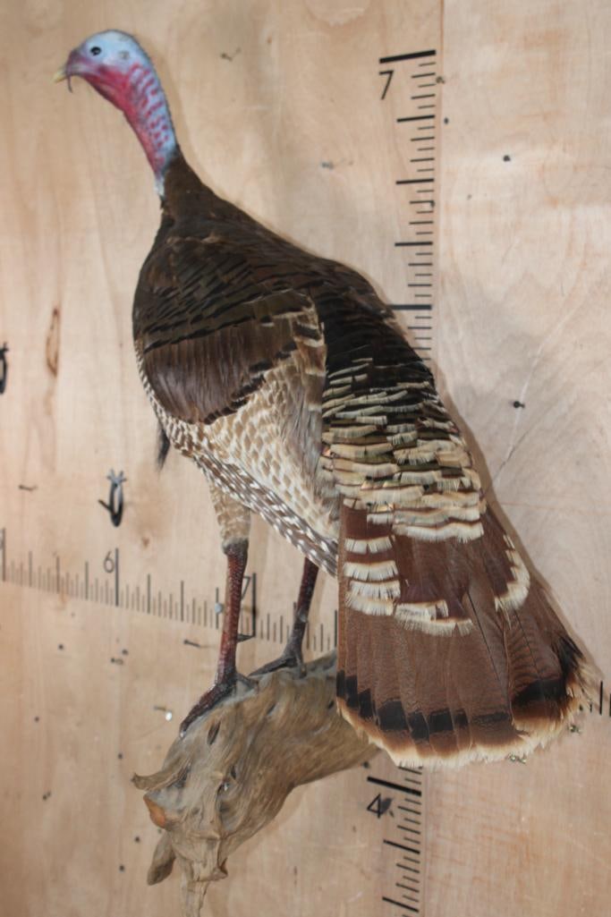Life-sized TURKEY on a Driftwood Wall Hanging Base - 3