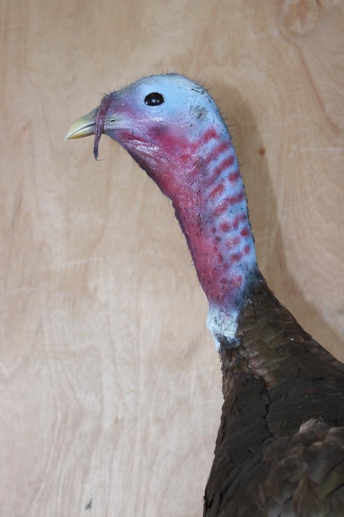 Life-sized TURKEY on a Driftwood Wall Hanging Base - 4