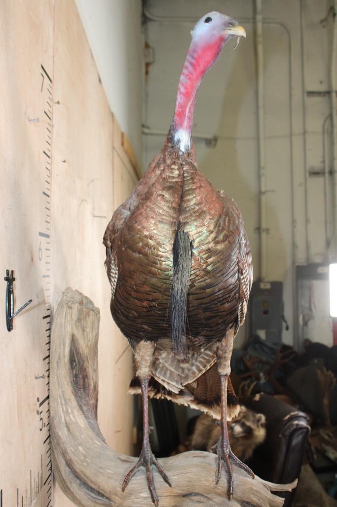 Life-sized TURKEY on a Driftwood Wall Hanging Base - 5