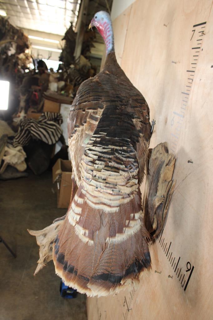 Life-sized TURKEY on a Driftwood Wall Hanging Base - 6