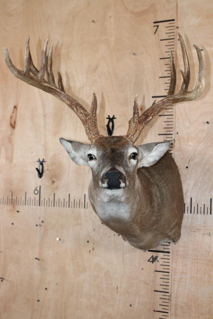 13-Point WHITETAIL DEER Shoulder Mount in a "Sneak" Pose: 13-Point WHITETAIL DEER Shoulder Mount in a "Sneak" Pose. It has a 22.75" Spread and is in Good Condition. TAXIDERMY 