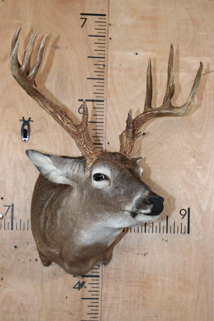 13-Point WHITETAIL DEER Shoulder Mount in a "Sneak" Pose - 2