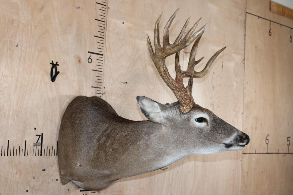 13-Point WHITETAIL DEER Shoulder Mount in a "Sneak" Pose - 3